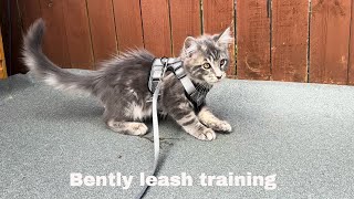 Mastering The Leash Bentlys Training Journey continues [upl. by Ahsieki157]