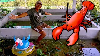 Growing CRAWFISH At Home Scaling Up Production [upl. by Yortal]