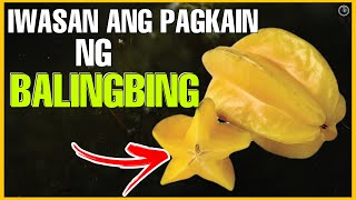 BAKIT DAPAT IWASAN ANG PAGKAIN NG PRUTAS NA BALINGBING  BENEPISYONG DALA NG PRUTAS NA BALINGBING [upl. by Narbig71]