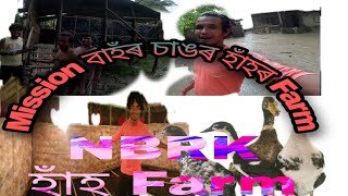 NBRK হাঁহ farm Natun koi kam ata arombha korisu [upl. by Mcbride170]