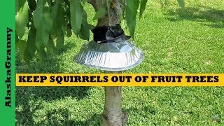 How To Keep Squirrels Out Of Fruit Trees Gardens [upl. by Ehcnalb]