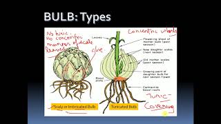 VEGETATIVE PROPAGATION IN PLANTS by BULB Modification of Stem [upl. by Bedell]