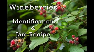 Wineberries Confused for Raspberries Identification Recipe Berry Picking in the Countryside [upl. by Sofko]