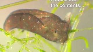 Elysia chlorotica  photosynthetic sea slug movie 1 [upl. by Ydur766]