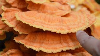 Chicken Of The Woods Sulphur Shelf Mushroom Identification  Wild Edible Mushrooms [upl. by Bender932]