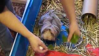 Baby the long haired Peruvian guinea pig cavy [upl. by Buddy]