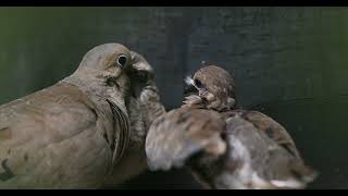 baby mourning doves want food [upl. by Mellar]