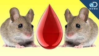 Mouse Cloned From Drop Of Blood [upl. by Roberta]