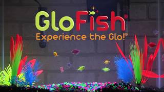 Tetra GloFish® 20Gallon Aquarium Kit Setup [upl. by Leraj]