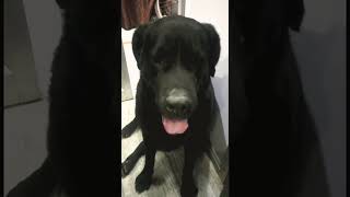 Darana bhi jaroori hai shortvideo dog funny youtubeshorts entretainment subscribe viralvideo [upl. by Lipps]