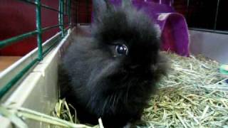 Dwarf Lionhead Rabbit [upl. by Ntsuj]