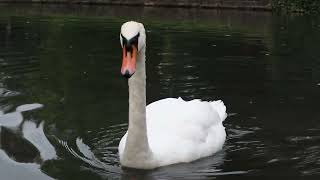 Swan Dinner Thought he was going to eat the camera bird food [upl. by Thia]