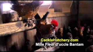 Mille Fleur dUccle Bantam Chicken Breed Breeder Flock  Cackle Hatchery [upl. by Otiv848]