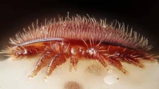 PSA Varroa mites [upl. by Atnoek394]