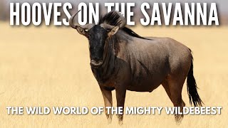 Wild and Free The Mighty Wildebeest of Africa [upl. by Nedah]