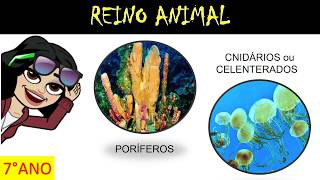 REINO ANIMAL  FILOS PORÍFEROS E CNIDÁRIOS [upl. by Fineberg21]