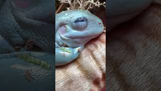 Dumpy blue eyed tree frog sleeping on a branch [upl. by Hobbie]