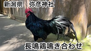 Longcrowing chicken [upl. by Orelee]