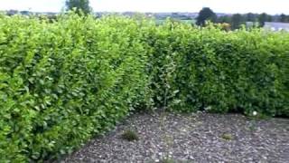 Griselinia littoralis Hedging Video From Hylands Nursery [upl. by Tudor408]