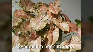 Syngonium or Arrowhead vine plant varieties [upl. by Aisatan]