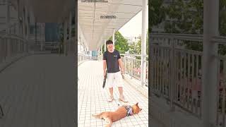 I am training my dogs shortvideos pets [upl. by Revert]