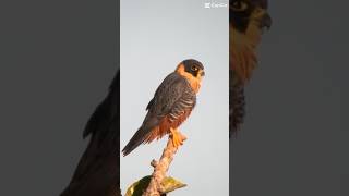 Birding tours with Calyptura Expeditions wildlife birdslover [upl. by Keane]