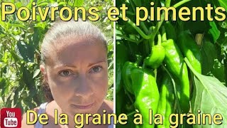 Comment avoir beaucoup de POIVRONS et PIMENTS  🤔 de la graine à la graine [upl. by Aerdnod727]