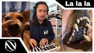 La la la Live Looping Singing Dog Song SUBTITULADO EN ESPAÑOL 2021 The Kiffness x Lalala Dog [upl. by Estel385]