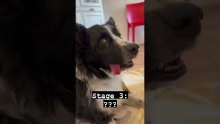 5 stages of an anesthesia dogs bordercollie [upl. by Aizan]