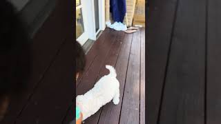 🐾 Sushi’s first treat  and training maltipoo puppy dogoftheday adorable 🐾 [upl. by Dituri]