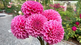 Top 10 Best Dahlia for 2023 [upl. by Plerre]