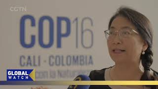 Chinas legacy of leadership reflected at COP16 Biodiversity Conference [upl. by Dranyar905]