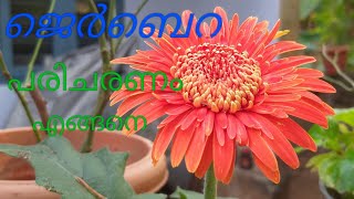 Jerabera plant care in malayalam [upl. by Anatol746]