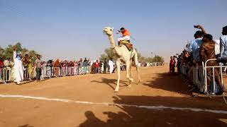 نجم الطرب بوزيان بوكابويا وفسحة سباق المهارى مطريون  bouziane boukabouya [upl. by Sokram]