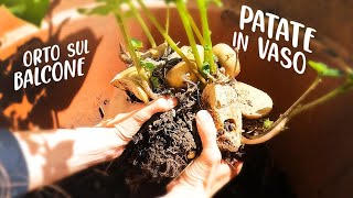 PATATE IN VASO IL METODO DEL BIDONE  PRODUZIONE INTENSIVA IN ORTO SUL BALCONE VlogTutorial [upl. by Haidadej235]