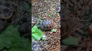 Hermanns Tortoises captive bred in 2018 [upl. by Donaghue566]