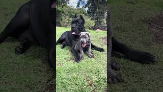 BEBES CANE CORSO [upl. by Fidele]