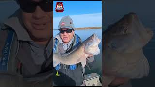 INSANE 31quot WALLEYE fishing fish walleye [upl. by Caraviello698]