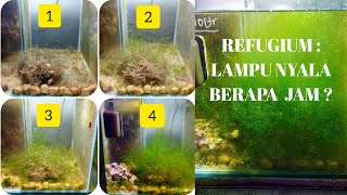 REFUGIUM  Idealnya berapa jam penyinaran untuk CHAETOMORPHA [upl. by Winna]