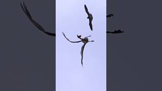 Peregrine falcon attack and warning pelican falcon wildlife birdofprey birds [upl. by Godderd650]