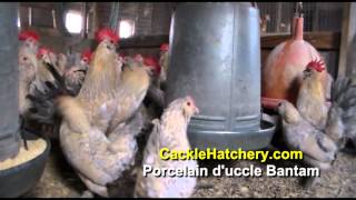 Porcelain duccle Bantam Chicken Breed Breeder Flock  Cackle Hatchery [upl. by Yhtir]