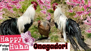 Onagadori Hühner im Portrait bei HAPPY HUHN Japanische Langschwanzhühner Geschichte Zucht Farben [upl. by Carmella695]