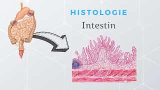 Histologie de lintestin [upl. by Ecnerrot468]