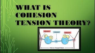 What is cohesion tension theory of transpiration BIOLOGY  PLANT physiology [upl. by Ehgit]