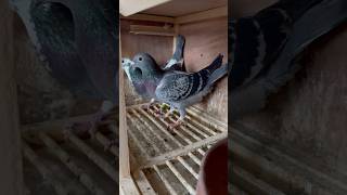 Pairs for this year Which is your favorite pigeon racingpiegons breeding [upl. by Salomi]