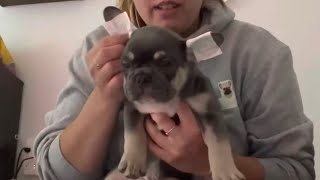 Taping French Bulldog ears [upl. by Netneuq]