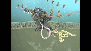 Protein Assembly in the Endoplasmic Reticulum [upl. by Scammon]