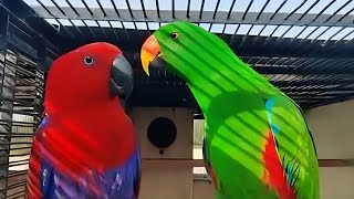 Eclectus Parrot breeding pair [upl. by Lertnom798]