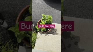 Zinnia from seeds to bloom in container shortvideo youtube feedshorts [upl. by Attekram]