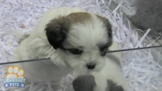 Chihuahua x Maltese puppies [upl. by Allix]